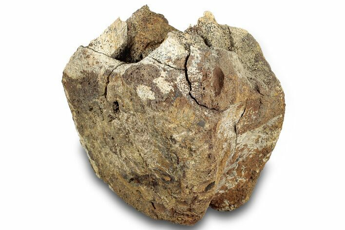 Hadrosaur (Edmontosaurus) Vertebra Centrum - Montana #316917